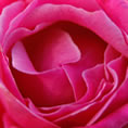 rose colorate